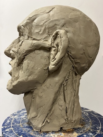 Anatomy